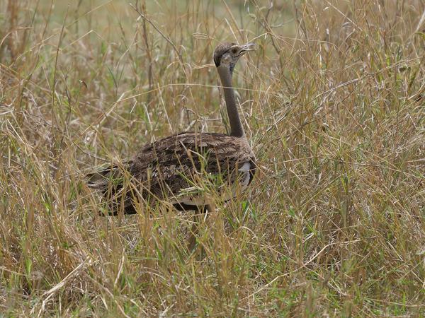 <h3><a href="/trips/tanzania/biota/animalia/chordata/aves/019 otidiformes/001 otididae/lissotis melanogaster/lissotis melanogaster-nl.html">Lissotis&nbsp;melanogaster</a> / Black‑bellied&nbsp;bustard / Zwartbuiktrap</h3>OM-1 Mark II met OLYMPUS M.150-400mm F4.5, 1/2000 sec  bij F4.5, ISO 250, afstand 22.3&nbsp;m
